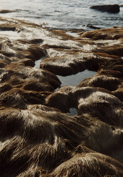 huge photo: untitled (wet grass) - 34" x 49"