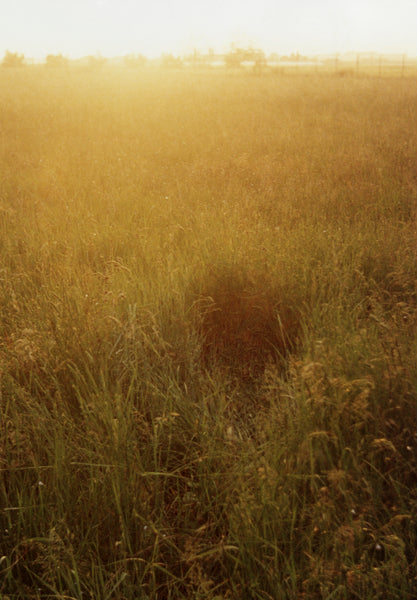huge photo: untitled (yellow grass) - 34" x 49"